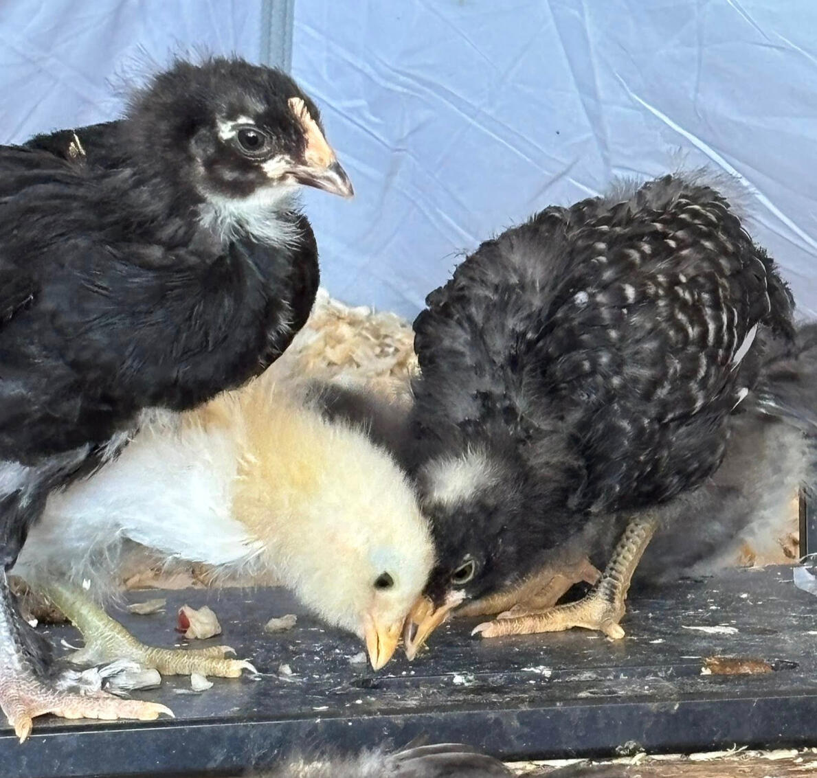 Our New Baby Chicks