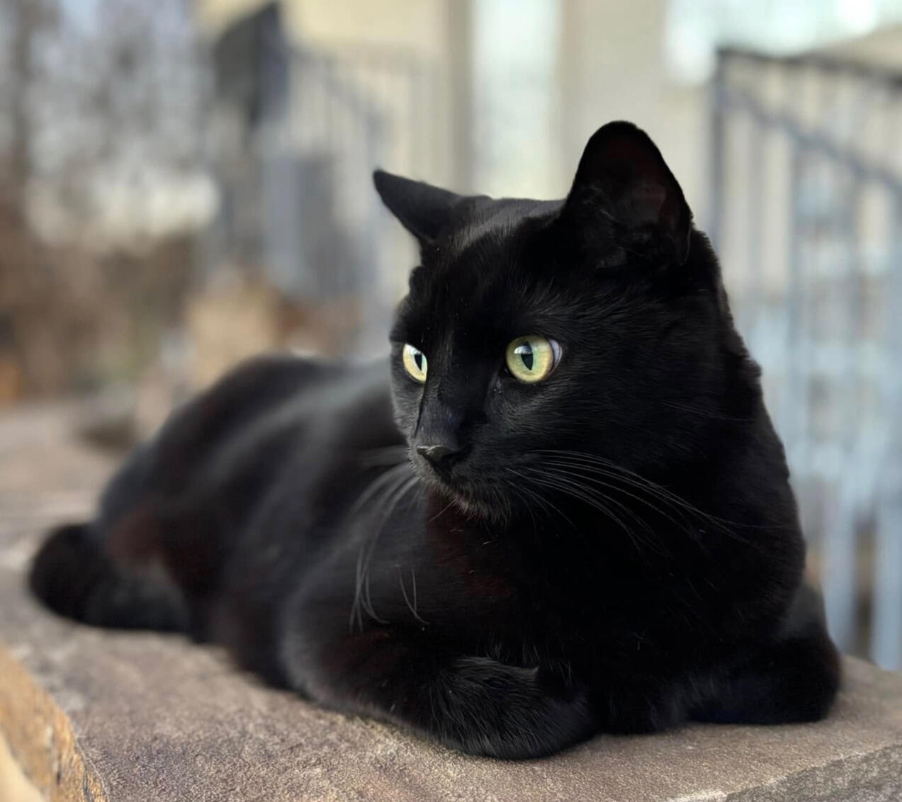 The Lounger Luna