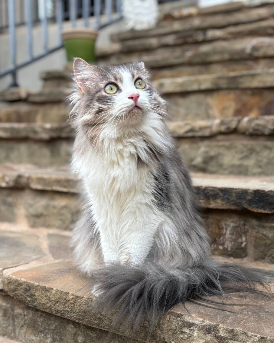 The Majestic Lexi